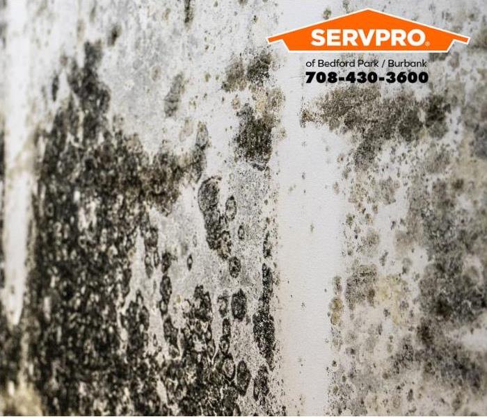 A mold outbreak covers a wall.